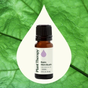 Balm Mint Bush (Mentă Balsamică Australiană) - Img 3