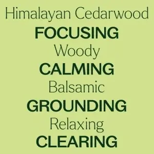 Himalayan Cedarwood (Cedru de Himalaya) - Img 8