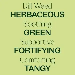 Dill Weed (Mărar) - Img 7
