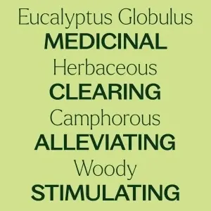 Eucalyptus Globulus (Eucaliptul Albastru) - Img 6
