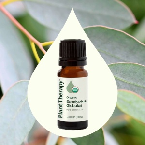 Organic Eucalyptus Globulus - Img 5