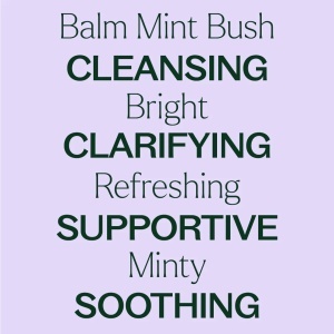 Balm Mint Bush (Mentă Balsamică Australiană) - Img 7