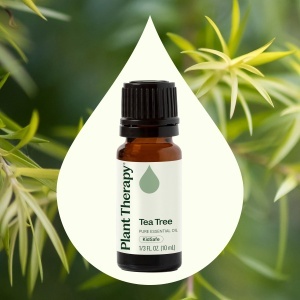 Tea Tree - Img 4