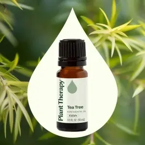 Tea Tree - Img 4