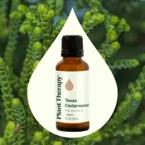 Texas Cedarwood (Cedru Texas) - Img 7