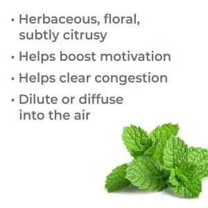 Bergamot Mint (Mentă de Bergamotă) - Img 3