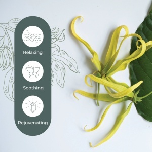 Cananga (varietate de Ylang Ylang cu aromă mai subtilă și lemnoasă) - Img 5