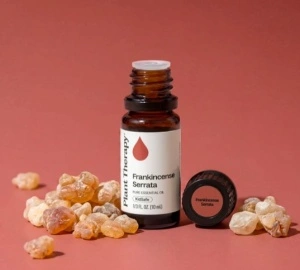 Frankincense Serrata (Tămâie indiană) - Img 2
