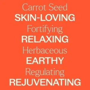 Carrot Seed (Semințe de Morcov) - Img 7