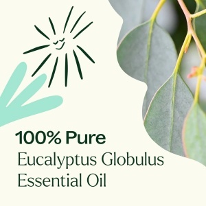 Eucalyptus Globulus (Eucaliptul Albastru) - Img 8