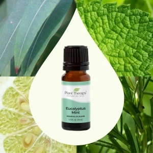 Eucalyptus Mint - Img 4