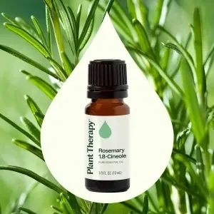 Rosemary 1,8-Cineole (Rozmarin 1,8-Cineole) - Img 4