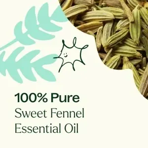 Sweet Fennel (Fenicul dulce) - Img 5
