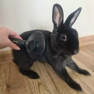 Perie pentru indepartarea parului animalelor de companie, PM000189053