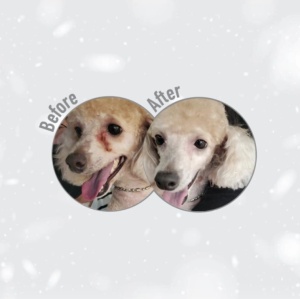 Superior Care Red Coat Grain Free Adult Smalll&Mini Breeds cu Miel - Hrana uscata super premium, destinata cainilor adulti de talie mica cu blana roscata sau brun-roscata - Img 8