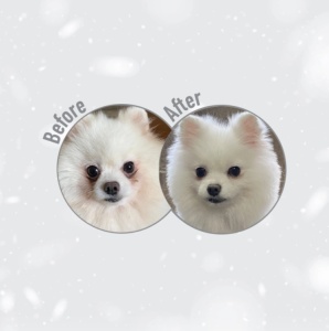 Superior Care White Dogs Grain Free Small&Mini Breeds Junior cu Peste Alb - Hrana uscata completa Super Premium pentru caini juniori de talie mica (1–10 kg), cu blana alba - Img 8