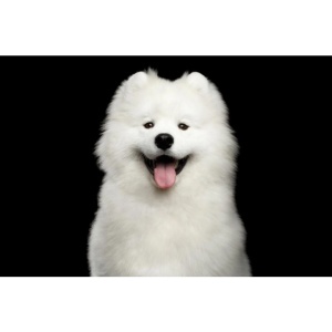 Superior Care White Dogs Snacks Oral Care cu Insecte - Recompense functionale super premium pentru cainii adulti de toate rasele cu blana deschisa la culoare, 150 Gr - Img 4