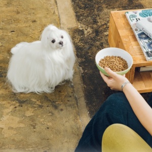 Superior Care Hypoallergenic Grain Free Adult All Breeds cu Somon - Hrana uscata Super Premium pentru cainil adulti de toate rasele cu sensibilitati digestive sau alergii alimentare - Img 5