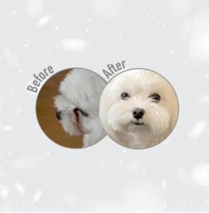Superior Care White Dogs Grain Free All Life Stages cu Peste Alb - Hrana uscata super premium, destinata cainilor de toate taliile si varstele cu blana deschisa la culoare, 10kg - Img 8