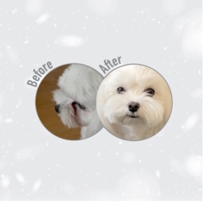 Superior Care White Dogs Grain Free Small&Mini Breeds Adult cu Peste Alb - Hrana uscata completa Super Premium pentru cainii adulti de talie mica (1–10 kg) cu blana alba sau deschisa la culoare - Img 9