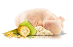 Platinum Adult Chicken – hrana uscata cu pui pentru caini - Img 4