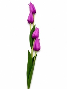 BUCHET FLOARE LUNGA BH202303-027
