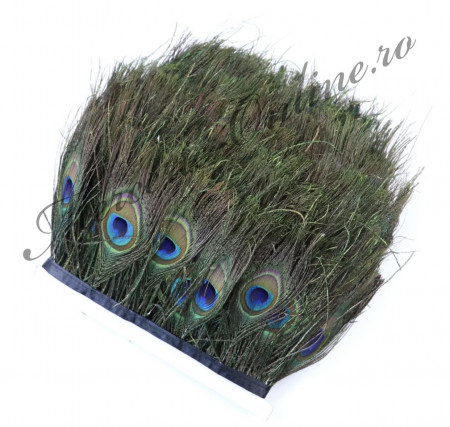 Banda pene paun, (la bucata - 50cm) Cod:2694