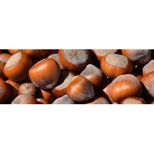 Avelã secagem natural (Aprox. 500gr)