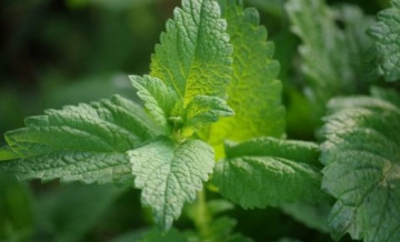 lemon balm tea (6 g) from rear the hills