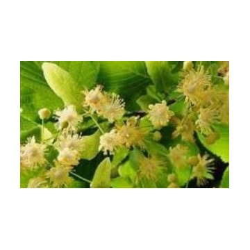 Té de Tilia (6 g) Natural de Atrás os Sierras