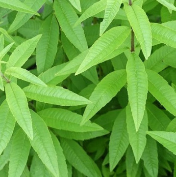 Té de Lucía-Archivo (Limón) (6 g) de Atrás os Sierras