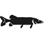 RAPITORI