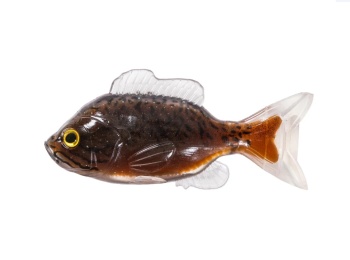 SHAD LIVE TARGET SUNFISH UNRIGGED 11CM BLACK/BROWN 2BUC/PL