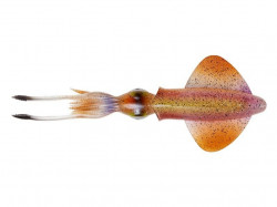 SWIMBAIT SAVAGE GEAR 3D SWIM SQUID 9.5CM / 35G HORNY SQUID 4BUC / PL