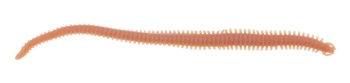 CREATURA BERKLEY GULP ALIVE HLFP NEREIS 6 CAMO - Img 4