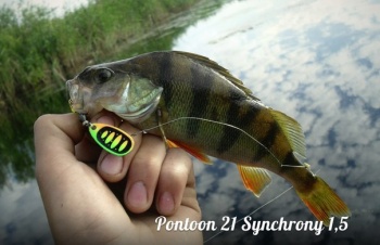 PONTOON21 SYNCHRONY 1 3.5G C01-004 - Img 4