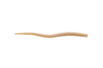 RAMA DE MARE BERKLEY GULP! 10CM FUTOMI-JARIME 12BUC/PLIC
