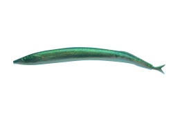 SHAD BERKLEY GULP ALIVE HLFP SANDEEL 5 SAPPHIRE SHINE