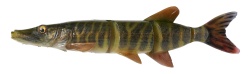 SWIMBAIT 4D LINE THRU PIKE 25CM / 105G SS 01