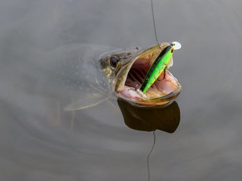 VOBLER PONTOON21 BET A SHINER 6.8CM 7.1G R30 SP SR - Img 3