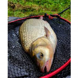 CAP MINCIOG NYTRO LATEX BIG FISH 40CM 8.5MM