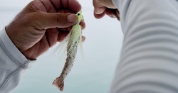 CREVETE BERKLEY GULP SHRIMP 8CM NUCLEAR CHICKEN SX 6BUC