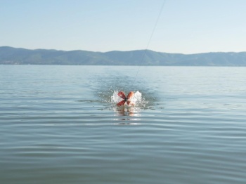 RACHETA SPOD PENTRU NADIRE ADVANCE FISHING SPIDER MEDIUM - Img 9