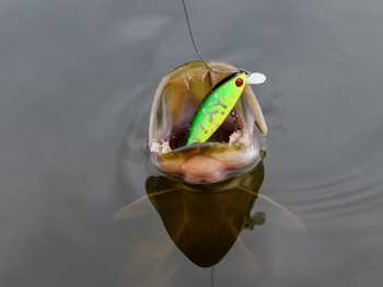 VOBLER PONTOON21 BET A SHINER 6.8CM 7.1G R30 SP SR - Img 4