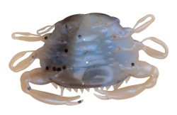 CREATURA CRAB BERKLEY GULP PEELER CRAB 5CM MOLTING RP 5BUC