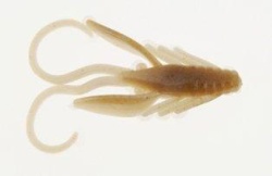 CREATURA NIMFA BERKLEY POWERBAIT POWER NYMPH TOAD