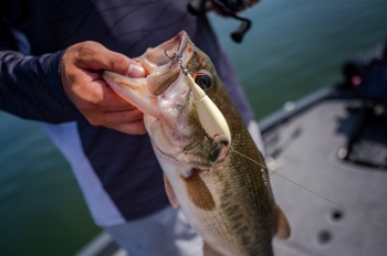 VOBLER BERKLEY HARDBAIT TOPWATER CHOPPO 105MM MAVRCK - Img 4