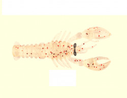 CREATURA MUSTAD MEZASHI ROCK LOBSTER 7.5CM 6G CLEAR MAGIC