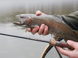 LANSETA DELPHIN TROUTERA SOFTLURE 210CM 1-7G 2BUC