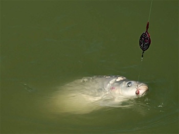 METHOD FEEDER DELPHIN METHOD QUIX L / 40G - Img 4